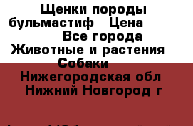 Щенки породы бульмастиф › Цена ­ 25 000 - Все города Животные и растения » Собаки   . Нижегородская обл.,Нижний Новгород г.